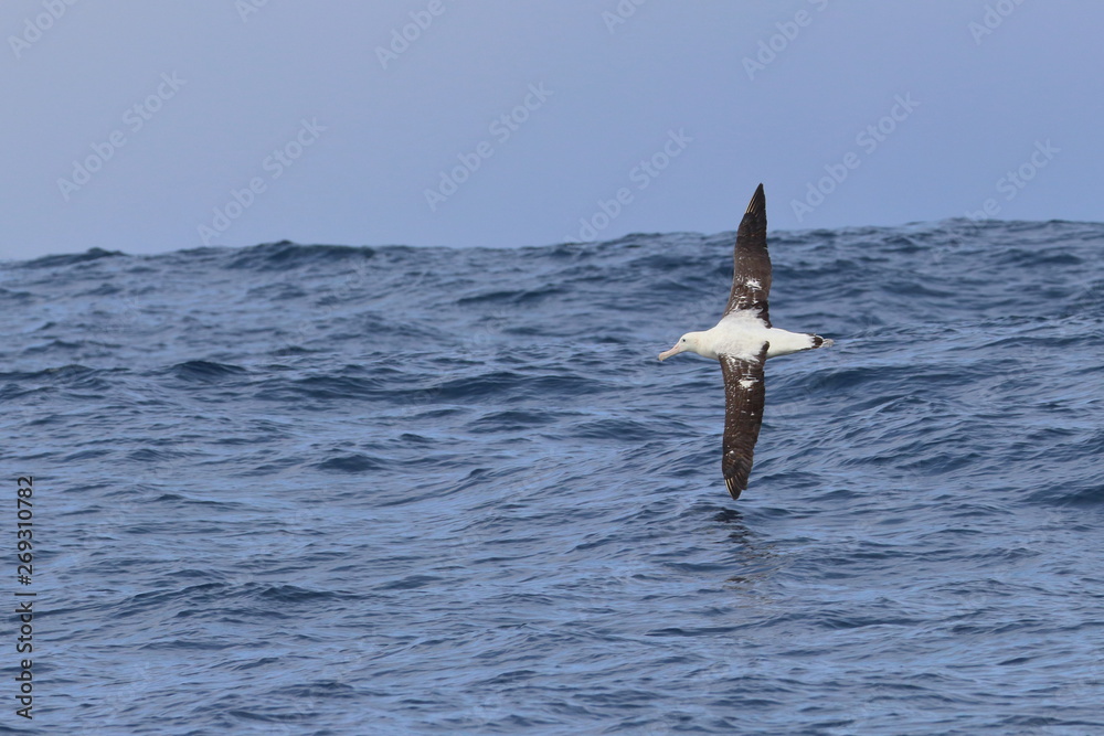 Fototapeta premium wandering albatross