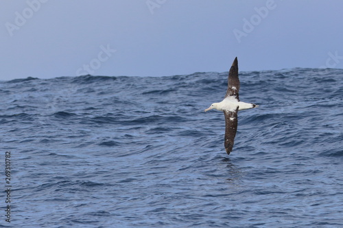 Принти на полотні wandering albatross