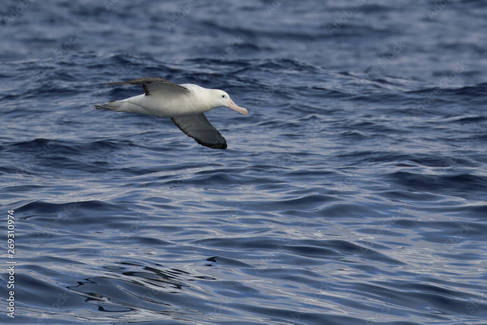 wandering albatross wandering albatross