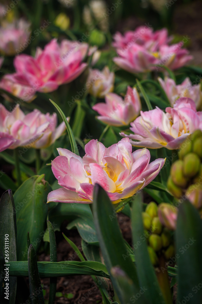 Pink fluffy tulips. Lush flowers. Pink beautiful flowers. Pink fluffy tulips. Lush flowers. Pink beautiful flowers.
