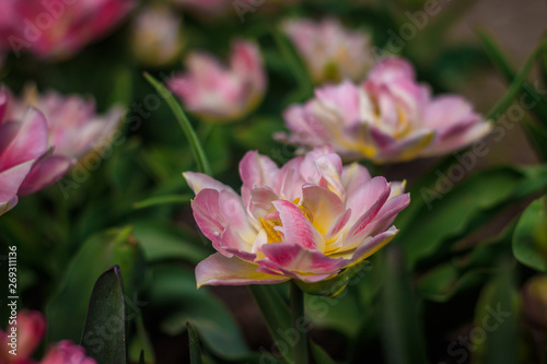 Pink fluffy tulips. Lush flowers. Pink beautiful flowers.