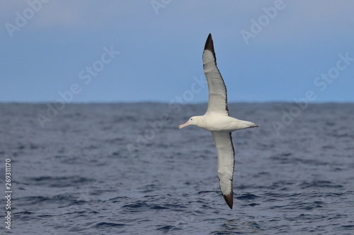 wandering albatross
