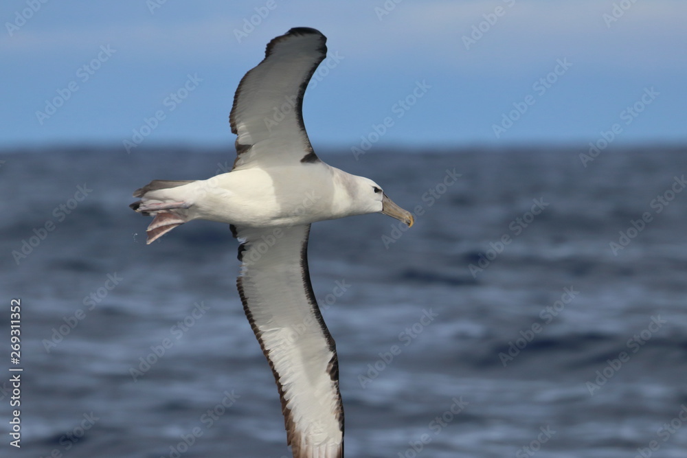 shy albatross shy albatross