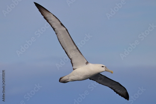 shy albatross