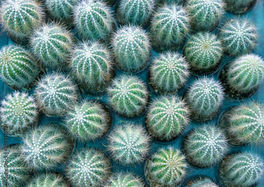 Top view of many mini cactus Top view of many mini cactus