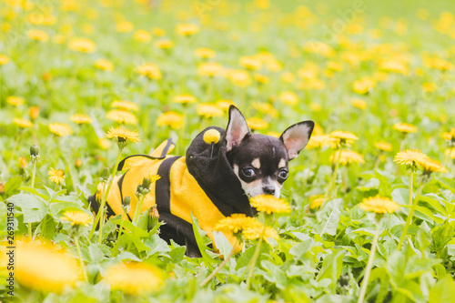 Chihuahua dog in dandelions. Little black dog. Yellow flowers dandelions. Dog in dandelions. © alenka2194