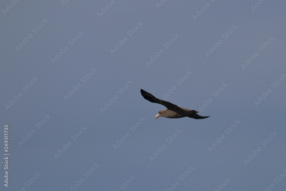 Obraz premium petrel olbrzymi