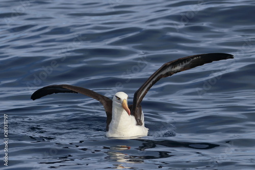 black browed albatross