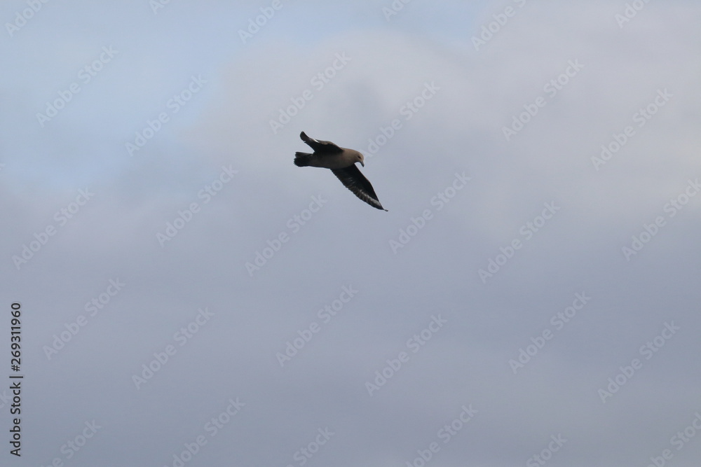 Obraz premium brown skua