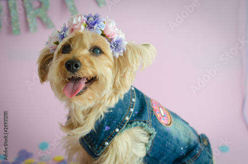 perro pequeño yorkshire con chaleco mezclilla