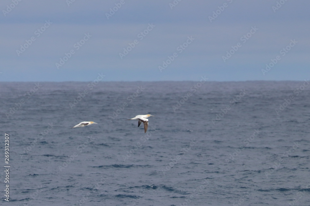 Naklejka premium australasian gannet