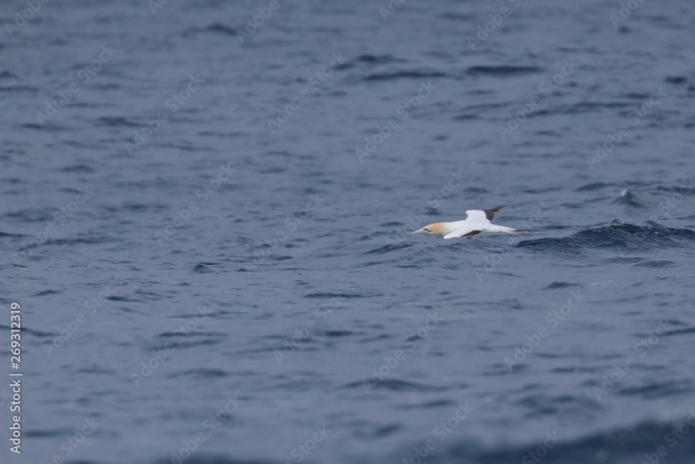 australasian gannet australasian gannet
