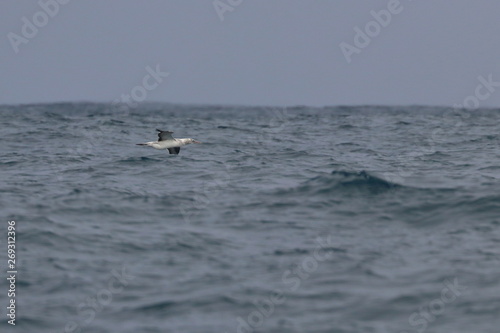 australasian gannet