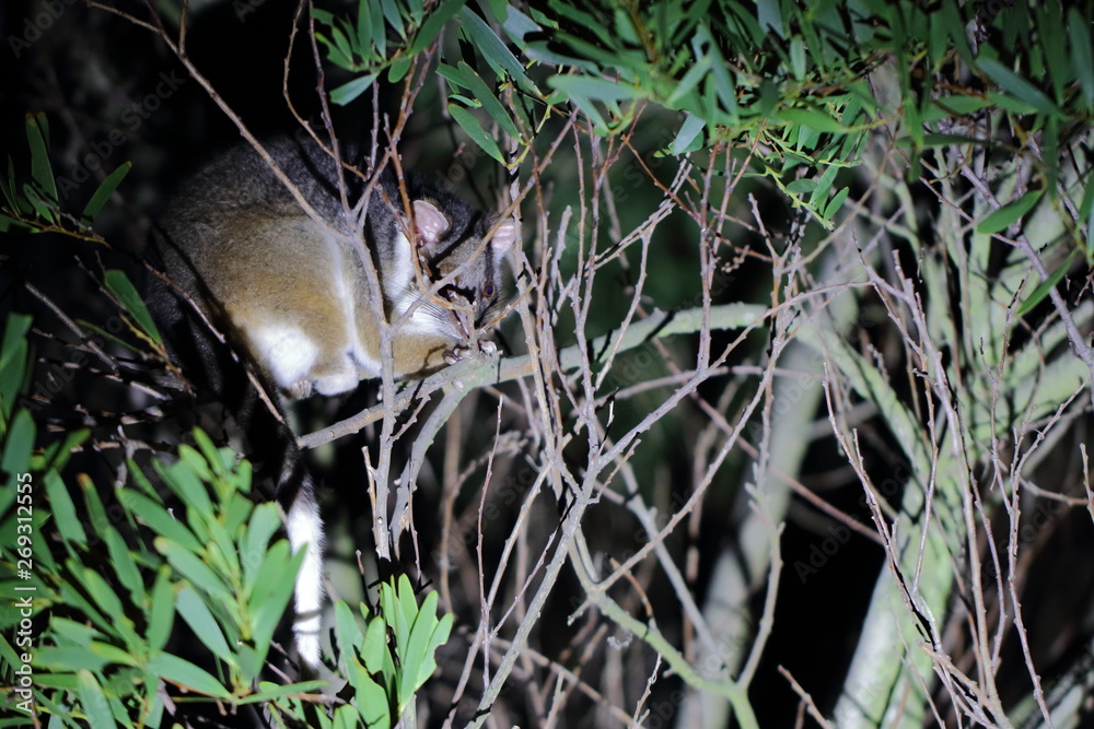 Obraz premium ringtail possum