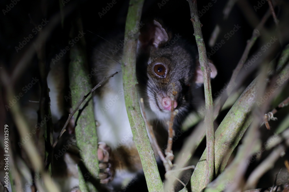 ringtail possum