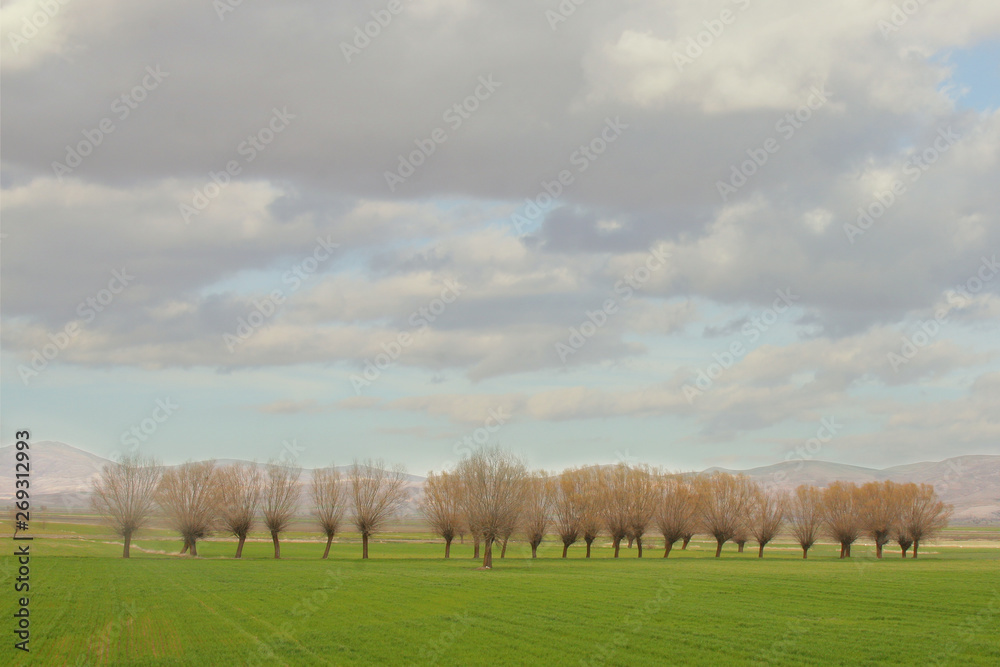 trees in the field