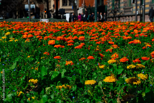 Orange and yellow flowers at Moyua Square (Plaza Moyua). Bilbao, Spain © DiegoCityExplorer