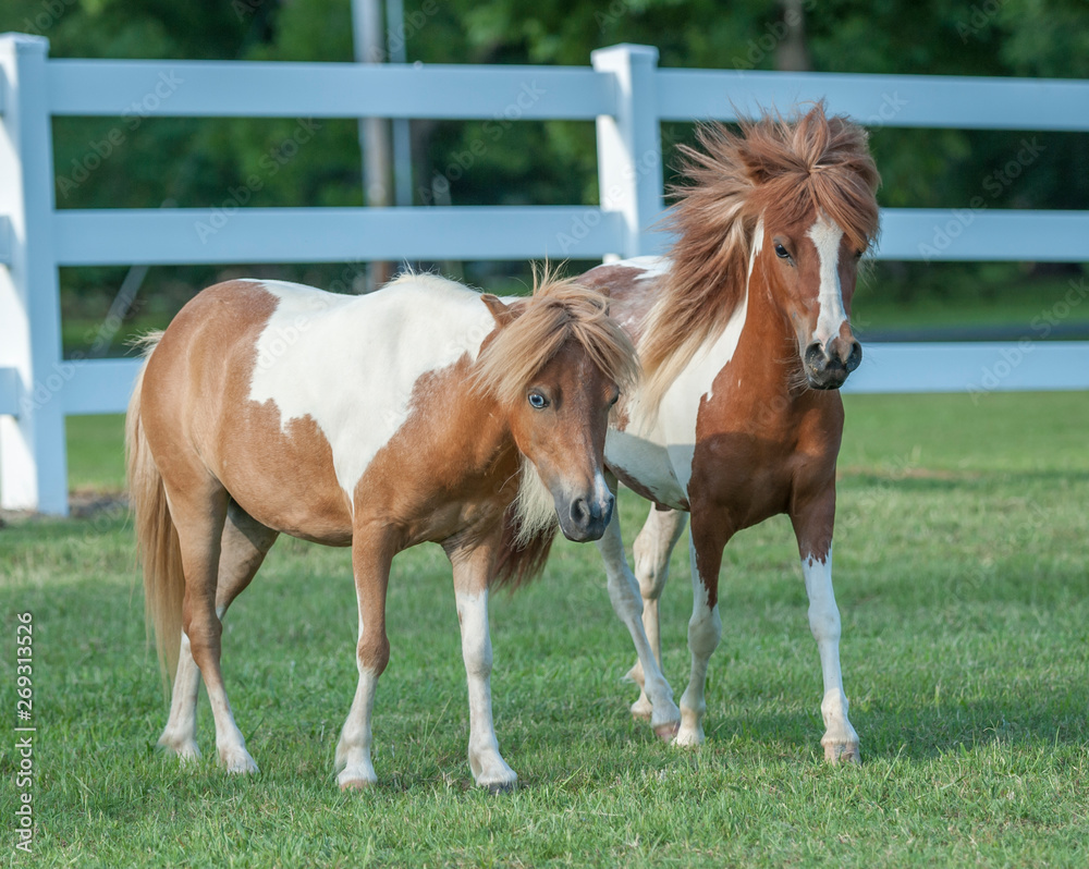 Miniature Horse stallion in white fenced paddock Miniature Horse stallion in white fenced paddock