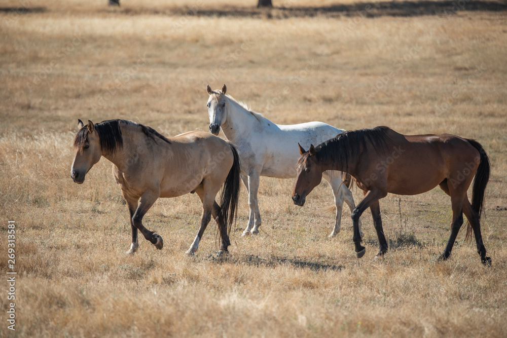 Quarter horse herd in golden california pasture Quarter horse herd in golden california pasture