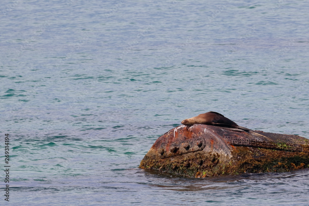 Fototapeta premium australian fur seal