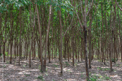Row of Para rubber tree Hevea brasiliensis  row agricultural.Green leaves in nature background.
