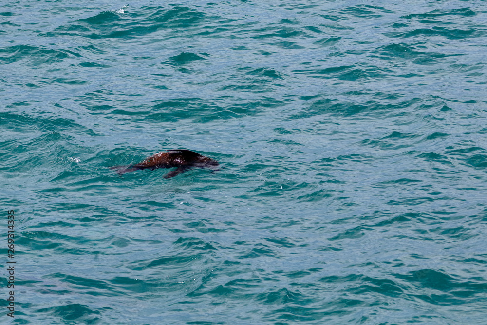 Fototapeta premium australian fur seal