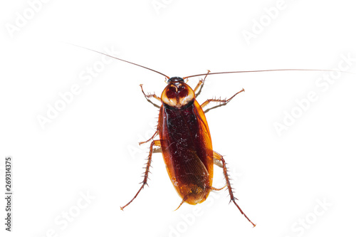 Cockroach on White Blackground. With clipping path.