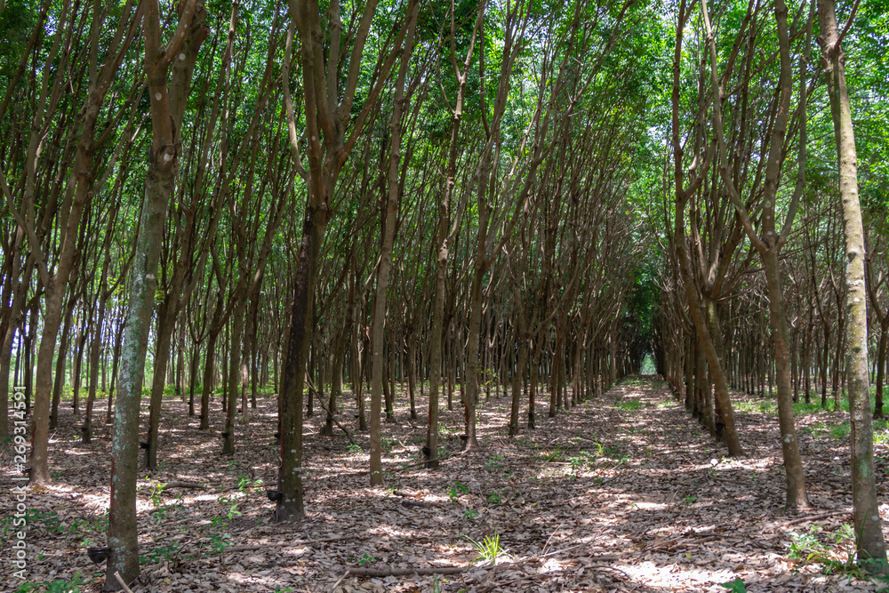 Row of Para rubber tree(Hevea brasiliensis) row agricultural.Green leaves in nature background. Row of Para rubber tree(Hevea brasiliensis) row agricultural.Green leaves in nature background.