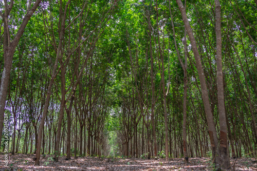 Fototapeta Naklejka Na Ścianę i Meble -  Row of Para rubber tree(Hevea brasiliensis) row agricultural.Green leaves in nature background.