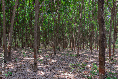 Row of Para rubber tree(Hevea brasiliensis) row agricultural.Green leaves in nature background.