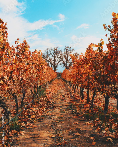 Grape vineyard in Maipú winery, in the province of Mendoza, Argentina