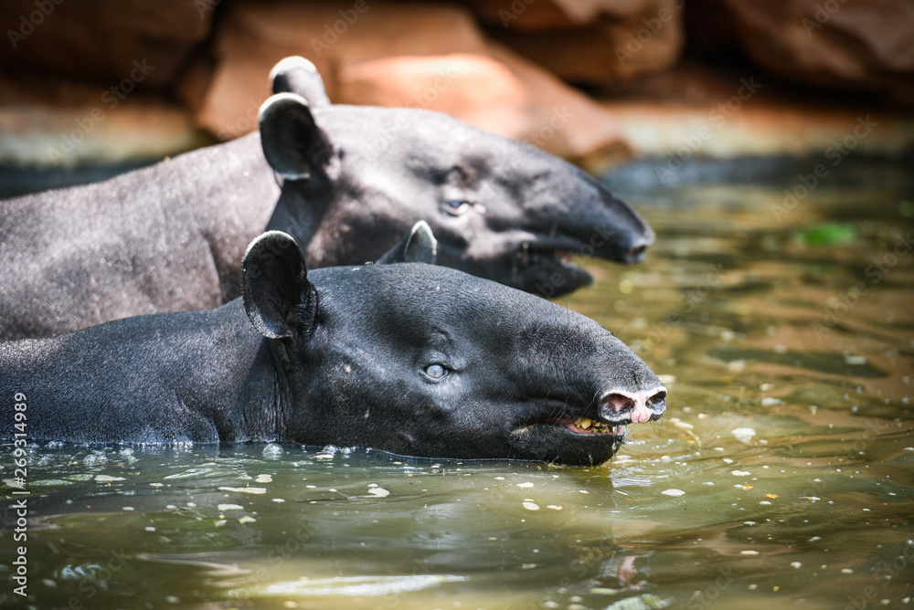 tapir swimming on the water in the wildlife sanctuary - Tapirus terrestris or Malayan Tapirus Indicus tapir swimming on the water in the wildlife sanctuary - Tapirus terrestris or Malayan Tapirus Indicus