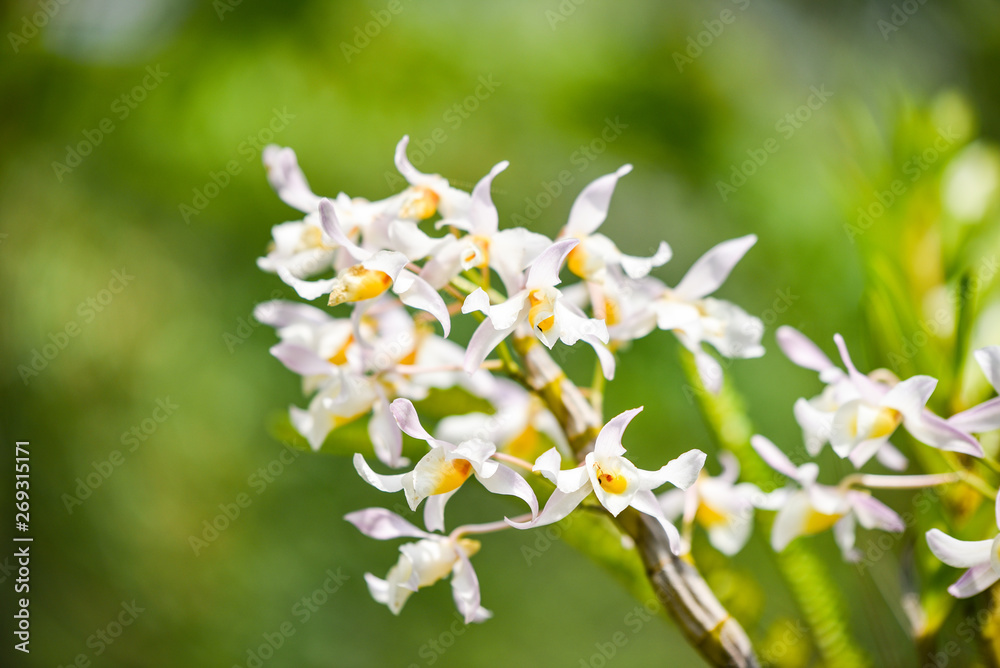 Wild orchids flower white and yellow on nature green background Wild orchids flower white and yellow on nature green background