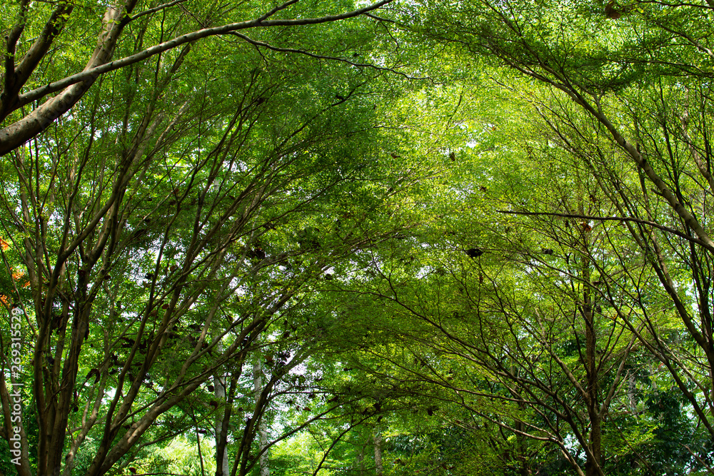 Abundant forest There are green leaves that are usually controlled throughout the area. Abundant forest There are green leaves that are usually controlled throughout the area.