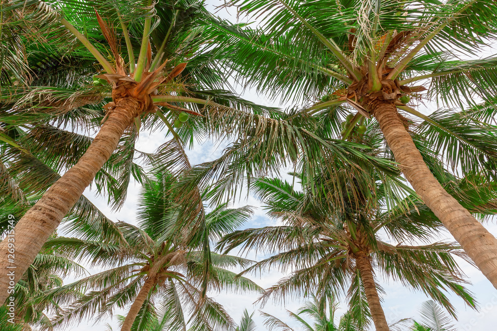 Fototapeta premium Coconut tree, view from below