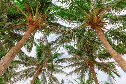 Fototapeta Naklejka Na Ścianę i Meble -  Coconut tree, view from below