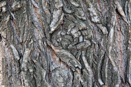 Bark material, close-up