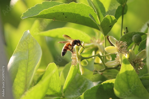 bee on flower. collecting honey for us.