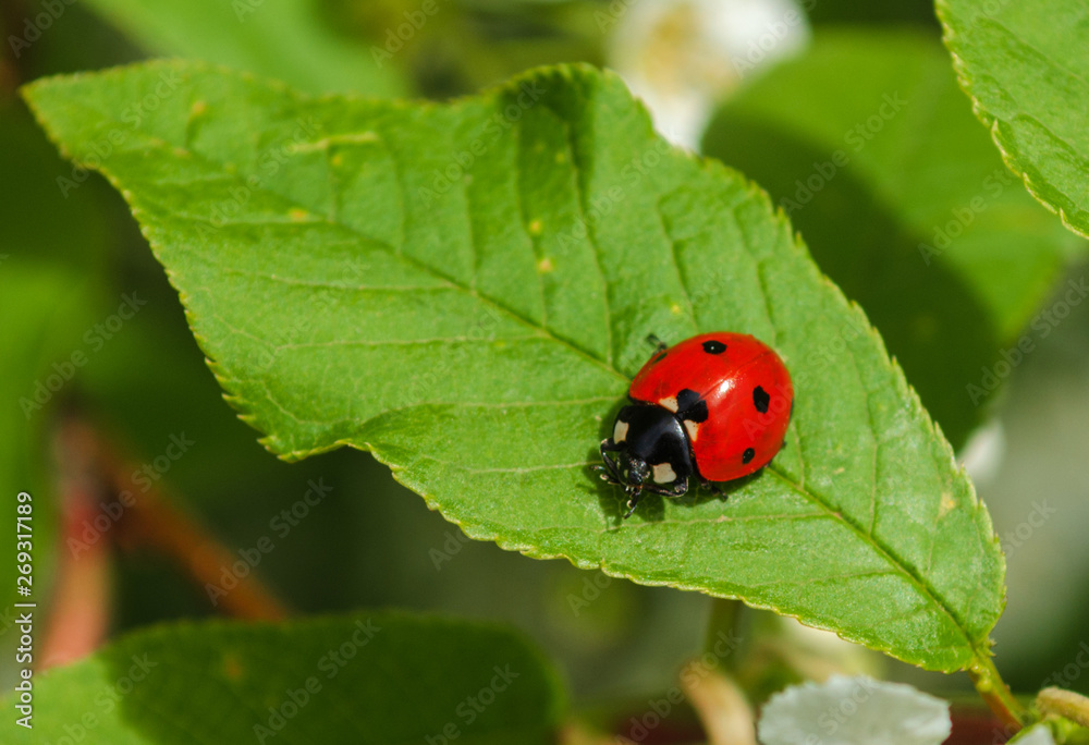 beautiful ladybug beetle sitting on a green leaf in the forest. Summer. beautiful ladybug beetle sitting on a green leaf in the forest. Summer.