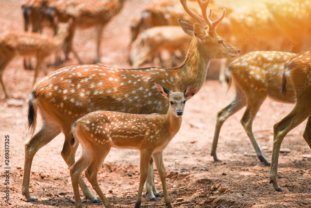 Spotted deer wild animal in the National park - Other names Chital ,  Cheetal , Axis deer Stock Photo | Adobe Stock