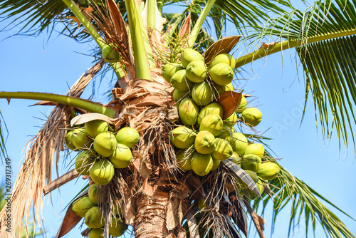 Coconut palm tree and coconut fruit in the tropical garden with blue sky