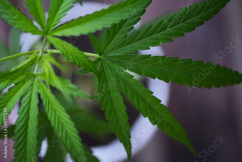 Cannabis leaves Marijuana plant tree growing in pot   top view selective focus