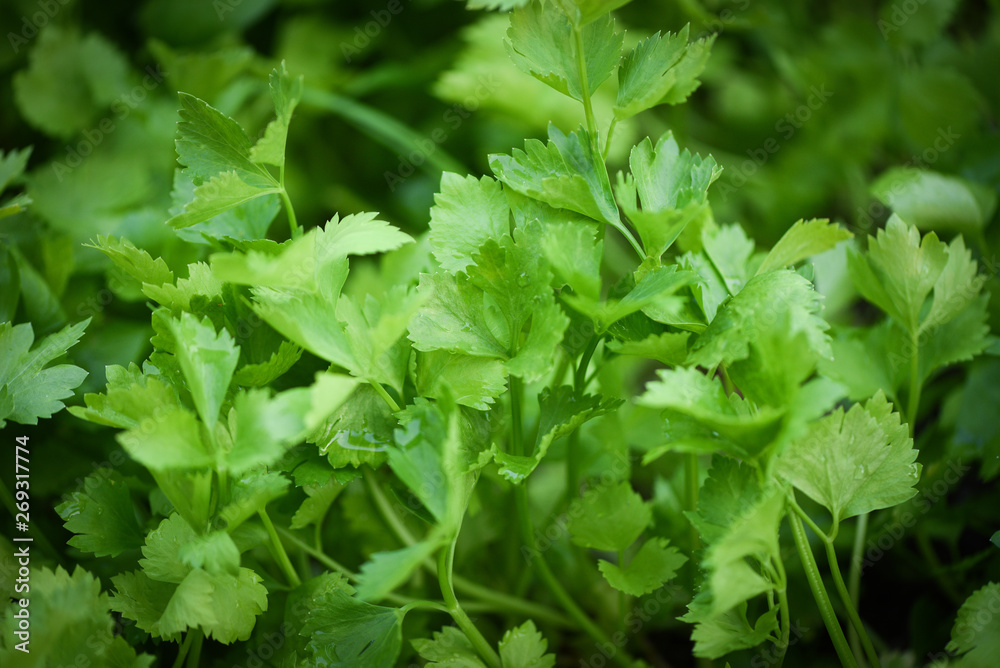 celery plantation - green parsley leaf vegetable growing in the garden celery plantation - green parsley leaf vegetable growing in the garden