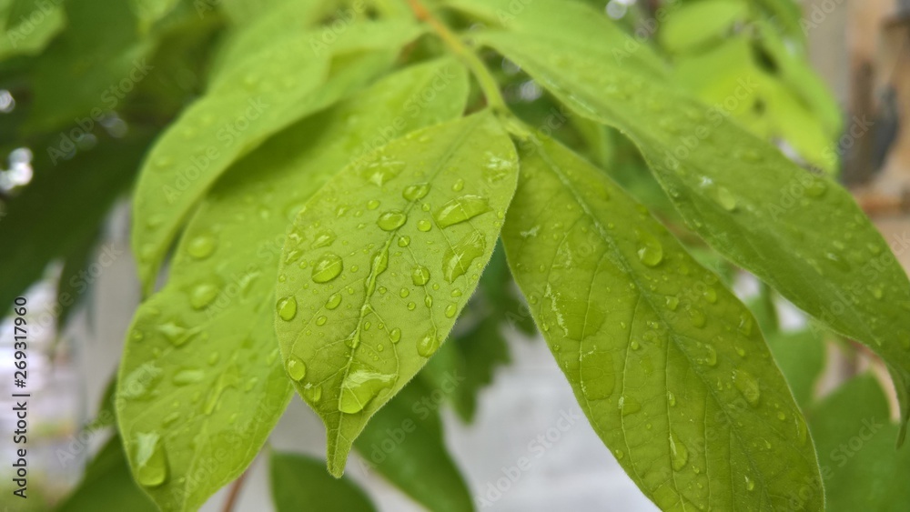 green leaf with drops of water green leaf with drops of water
