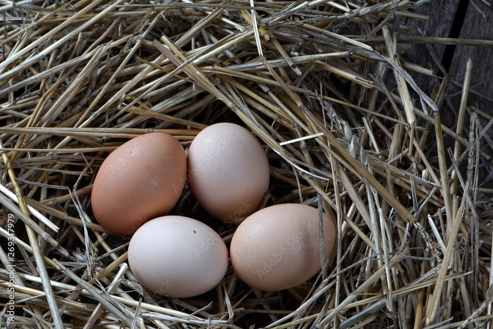 chicken eggs in a nest of straw chicken eggs in a nest of straw