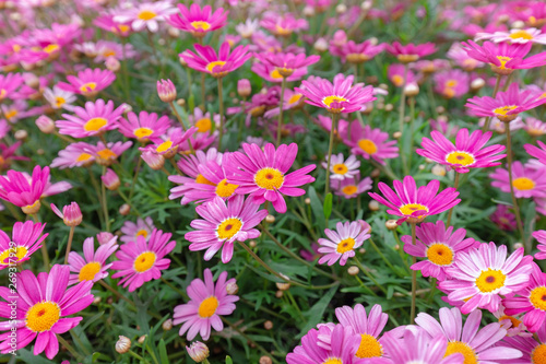 Many tiny flowers