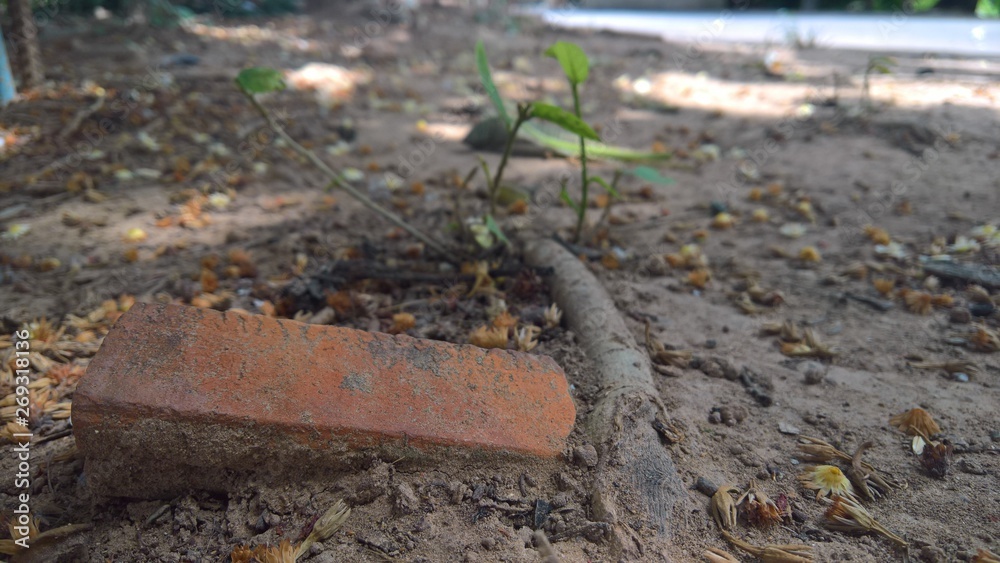 plant in the ground plant in the ground