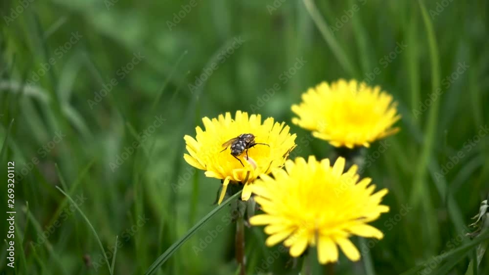 Fly in a flower gathering pollen during the springtime near Lake Bohinj in Slovenia. Fly in a flower gathering pollen during the springtime near Lake Bohinj in Slovenia.