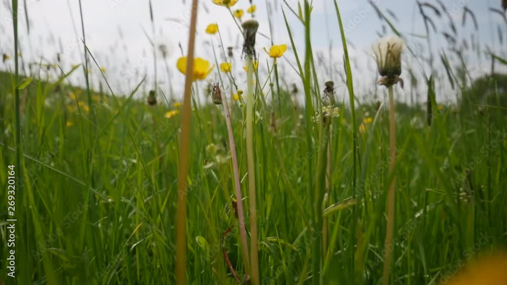 Moving through the grass from a small animal perspective. Tall grass, dandelions, buttercups Moving through the grass from a small animal perspective. Tall grass, dandelions, buttercups