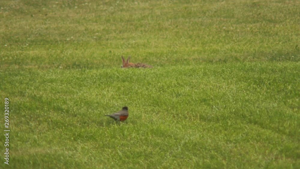 Rabbit and a bird frolicking in a field in summer Rabbit and a bird frolicking in a field in summer